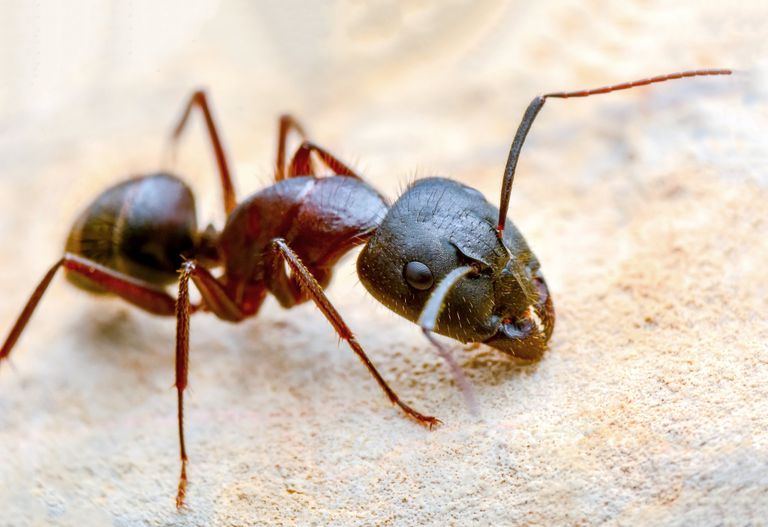 debellare le formiche