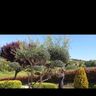 Shardana garden design