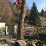 Treeclimbingbs