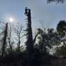 ALBERI E GIARDINI DI NURRI DARIO