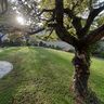 ALBERI E GIARDINI DI NURRI DARIO