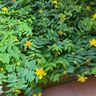 I FIORI DI ALEX S.A.S. DI ALESSANDRO GARZOTTO & C.