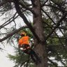 PS GREEN SERVICE DI PURPURA SIMONE