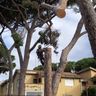 ALBE POTATURE E ABBATTIMENTI PIANTE IN QUOTA DI CRISTIANELLI A.