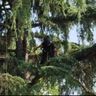 ARBOREAS DI SARA MONZANI ARBORICOLTORE CERTIFICATO