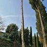TREE CARE SOLUTIONS DI MARI GABRIELE
