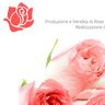 Le rose di Pistoia